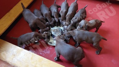 Щенки курцхаар